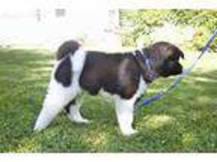 Akita Puppy for sale in Slinger, WI, USA