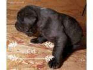 Mastiff Puppy for sale in Danville, IA, USA