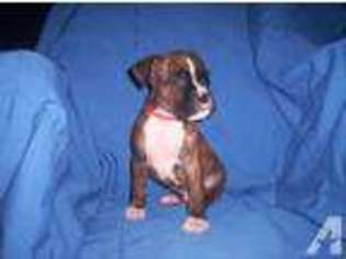 Boxer Puppy for sale in GREENVILLE, PA, USA