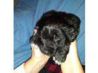 Mutt Puppy for sale in Oroville, WA, USA