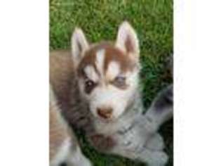 Siberian Husky Puppy for sale in Inkster, MI, USA