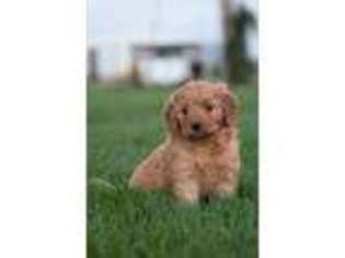 Goldendoodle Puppy for sale in West Point, IA, USA