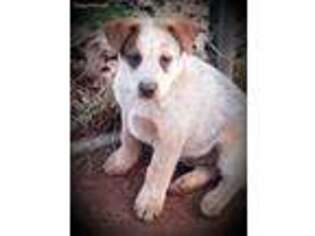 Australian Cattle Dog Puppy for sale in Dover, PA, USA