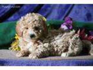 Mutt Puppy for sale in Oxford, PA, USA