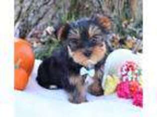 Yorkshire Terrier Puppy for sale in Navarre, OH, USA