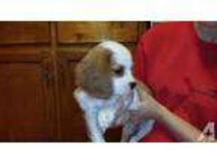 Cavalier King Charles Spaniel Puppy for sale in CITRUS HEIGHTS, CA, USA