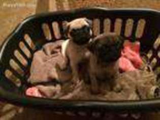 Pug Puppy for sale in Tazewell, TN, USA
