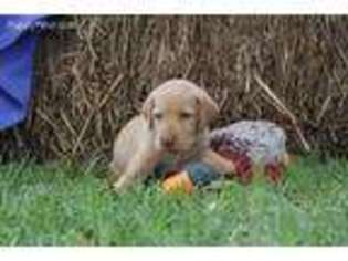 Labrador Retriever Puppy for sale in Gordon, GA, USA