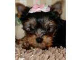 Yorkshire Terrier Puppy for sale in Whiting, NJ, USA