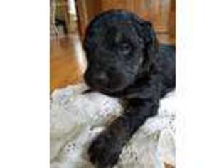 Goldendoodle Puppy for sale in Clarks Grove, MN, USA