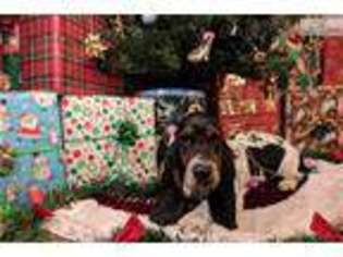 Basset Hound Puppy for sale in Chicago, IL, USA