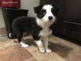 Border Collie Puppy for sale in Charlotte, MI, USA