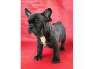 French Bulldog Puppy for sale in Beaumont, TX, USA