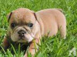Bulldog Puppy for sale in KILLEEN, TX, USA