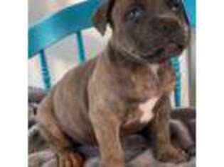 Mutt Puppy for sale in Council Bluffs, IA, USA