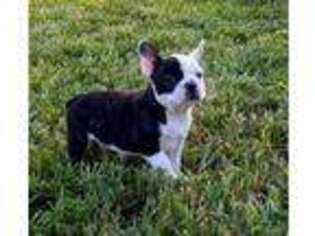 French Bulldog Puppy for sale in Beeville, TX, USA