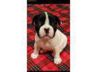 French Bulldog Puppy for sale in Douglas, GA, USA