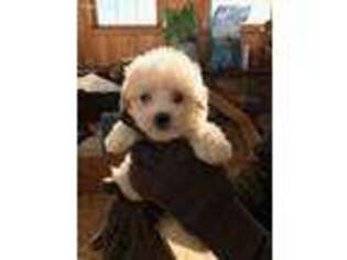 Coton de Tulear Puppy for sale in Big Rapids, MI, USA