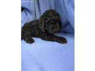 Labradoodle Puppy for sale in Blairstown, NJ, USA