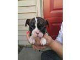 Mutt Puppy for sale in Shelbyville, KY, USA