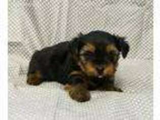 Yorkshire Terrier Puppy for sale in Perdido, AL, USA