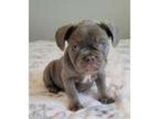 French Bulldog Puppy for sale in Belleville, MI, USA