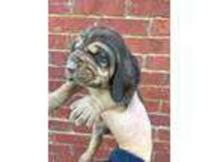 Bloodhound Puppy for sale in Grant, AL, USA