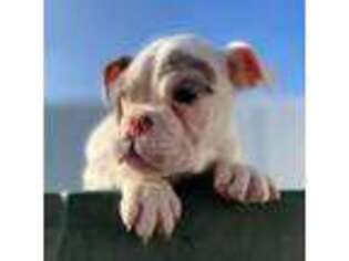 Olde English Bulldogge Puppy for sale in Mount Vernon, IL, USA