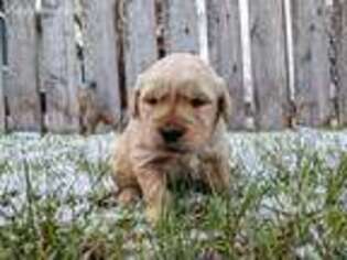 Golden Retriever Puppy for sale in Williston, ND, USA