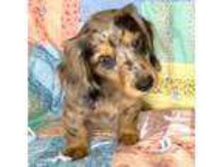 Dachshund Puppy for sale in Brodhead, WI, USA