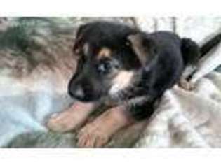 German Shepherd Dog Puppy for sale in Ellendale, MN, USA