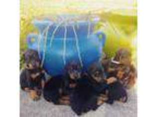 Doberman Pinscher Puppy for sale in Palm Bay, FL, USA