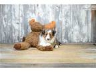 Shetland Sheepdog Puppy for sale in Columbus, OH, USA