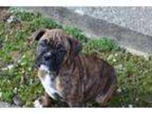 Boxer Puppy for sale in Williamsburg, KY, USA