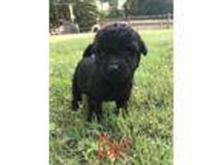 Labradoodle Puppy for sale in Gainesville, GA, USA