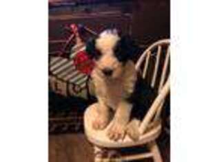 Old English Sheepdog Puppy for sale in Allendale, MI, USA