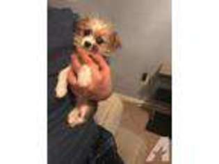 Chihuahua Puppy for sale in CHANTILLY, VA, USA