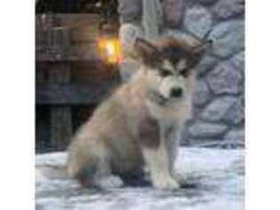 Alaskan Malamute Puppy for sale in Harvard, IL, USA