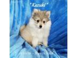 Alaskan Klee Kai Puppy for sale in Merlin, OR, USA