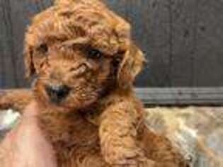 Mutt Puppy for sale in Athens, AL, USA