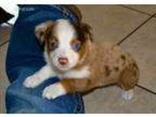 Miniature Australian Shepherd Puppy for sale in Goldthwaite, TX, USA