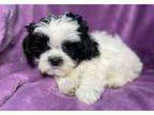 Lhasa Apso Puppy for sale in Buffalo, MO, USA