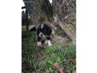 Cocker Spaniel Puppy for sale in New Haven, IN, USA