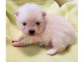 Pomeranian Puppy for sale in Whittier, NC, USA