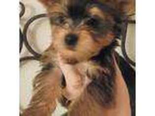 Yorkshire Terrier Puppy for sale in Ione, CA, USA