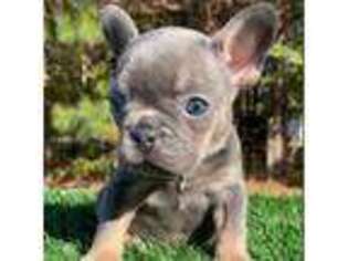 French Bulldog Puppy for sale in Monroe, GA, USA