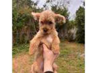 Yorkshire Terrier Puppy for sale in Port Richey, FL, USA