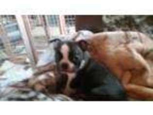 Boston Terrier Puppy for sale in Oroville, CA, USA