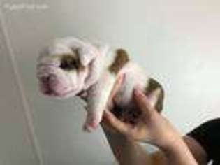 Bulldog Puppy for sale in Huntington, IN, USA
