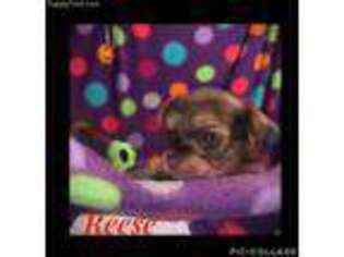 Chorkie Puppy for sale in Seymour, WI, USA